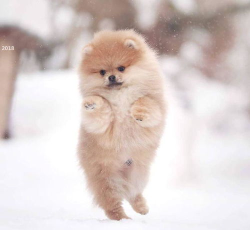 当博美幼犬第一次看到雪,萌照迅速传遍互联网