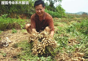 菜籽饼可以做摇钱树的肥料吗