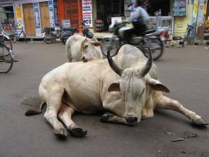 世界上牛最多的国家,但是宪法规定 禁止杀牛和吃牛