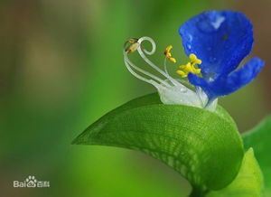 这种小蓝花是什么植物啊 