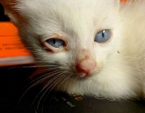 猫咪眼睛肿了多久会好,猫咪眼睛红肿了要多长好