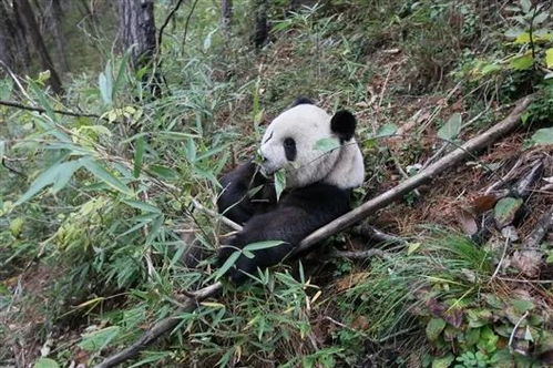 吃肉 滚马粪 你还是我们认识的大熊猫吗