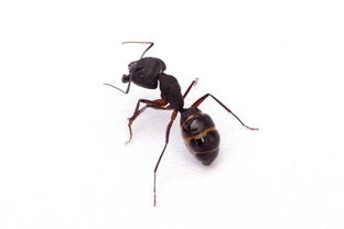 “蚂蚁”的意思如何、蚂蚁的读音怎么读、蚂蚁的拼音是什么、怎么解释？