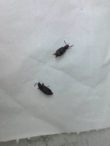请问各位大神这是蟑螂吗 他叫什么名字,我家新盖的房,还没入住屋里就有好多这种虫子,还有很多很多的幼 