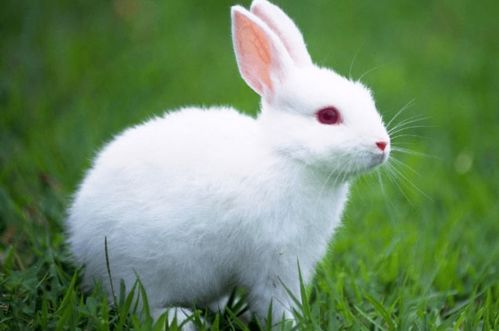 生肖兔 尤其是1975年属兔人一生最旺谁 看看其中有你吗