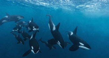 大海里面虎鲸和大白鲨会攻击世界上最大的动物蓝鲸吗