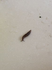今天从菜里发现一条虫子,有人知道是什么虫子吗 