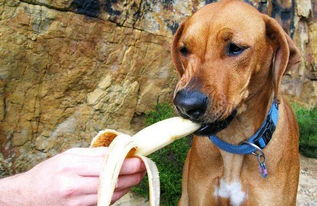狗狗可以吃苹果吗,3个月的狗狗可以吃苹果吗
