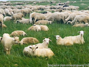 呼伦贝尔大草原,牛羊成群马儿跑 图 