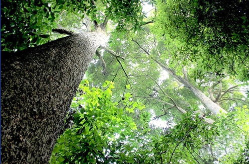 金丝楠木树图片鉴赏 金丝楠木的生长环境与特性