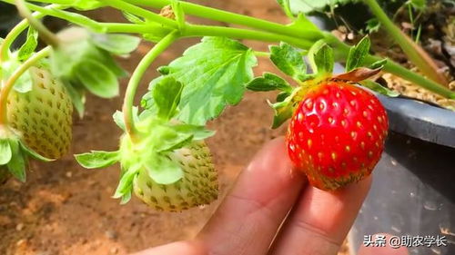 种植草莓的方法步骤