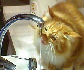 猫咪突然喝很多水什么原因 猫咪总是喝水怎么回事 