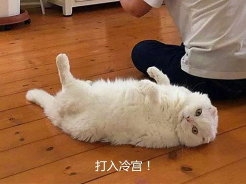 这几种养猫方式,会让猫咪越来越喜欢你