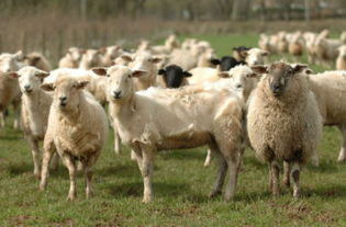 一种自剪毛绵羊新品种在春天自动脱毛 自剪毛绵羊图片 