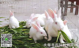 养殖肉兔子投资多少钱,养殖100只兔子利润多