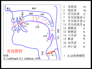 发声器官 图片信息欣赏 图客 Tukexw Com