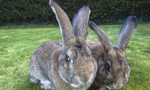居民家里养两只兔子,兔子一年伙食花销达到五千英镑