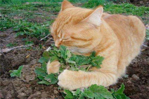猫草虽好,切记不可贪吃 猫咪食用过量的猫草会有哪些危害 