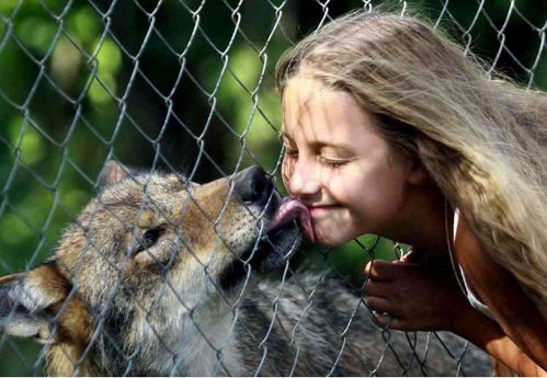 都说狼是养不熟的冷血动物,但是在这家养野狼,女儿还骑狼玩耍