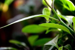 神仙草的学名叫什么,莓茶种植时间？