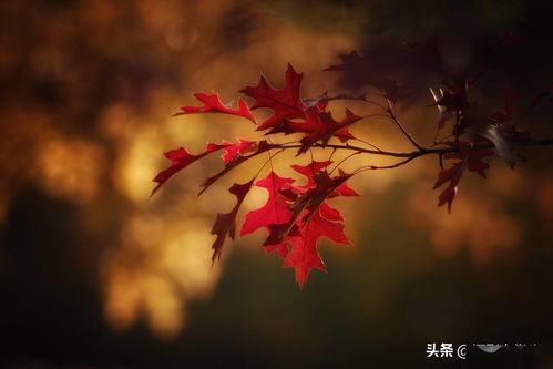 随处可见的树叶,可拍得这么好看,这些秋叶摄影技巧你会吗