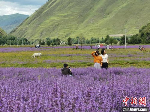 川西高原迎来最美季 草原山花烂漫惹人醉