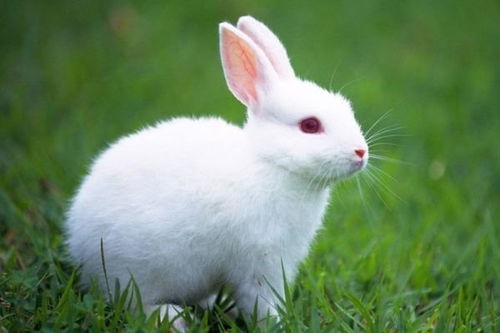 兔兔兔 的一生运势,特别是75年 卯兔人 ,45岁后是好是坏