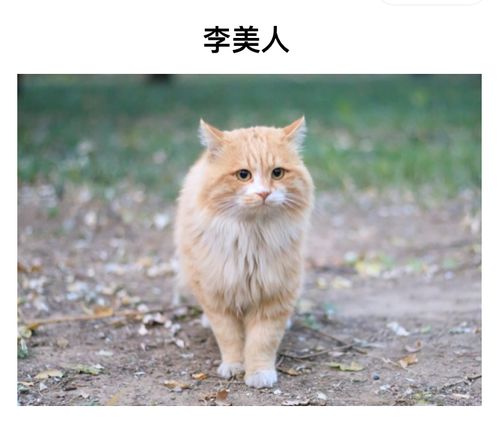 北大猫咪图鉴 惹哭千万网友 如果不爱,请别伤害