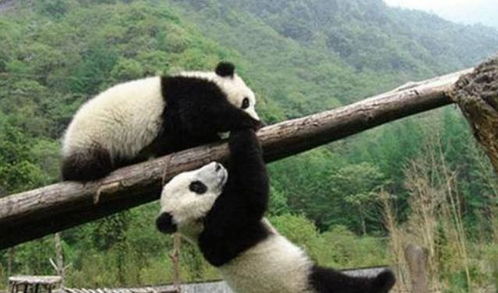 女孩不慎掉入熊猫园,万分惊险时,3只大熊猫的动作笑翻众人