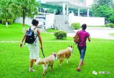 蚌埠市养犬管理暂行办法的通知,养狗的人不要再任性了