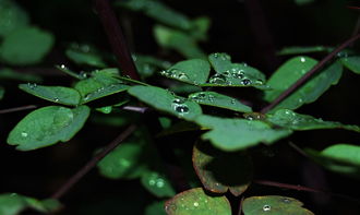 雨之精灵，描绘雨滴的缤纷词语，写出雨滴的词语有哪些