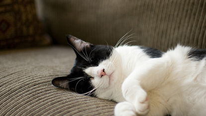 猫和人一起睡的危害,猫和人睡觉人有什么坏处？