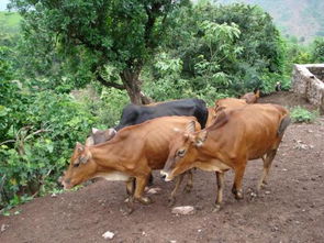 土黄牛从出生到出栏要养多长时间 