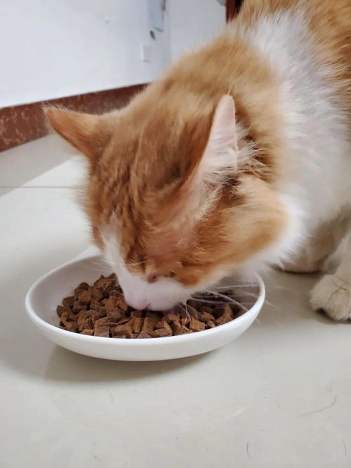 赵露思的猫也爱吃的豆柴风干猫粮,真的很不错吗