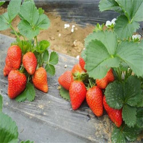 草莓苗种植技术与管理 如何选择草莓苗品种 红颜草莓苗