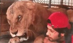 要是有人欺负你,应该怎么办 狮子 当然是先瞪它一会,然后再 