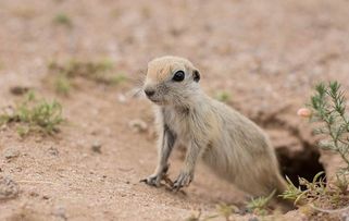 沙鼠生活在干旱的沙漠地区,在丘陵地带,戈壁滩和沙漠