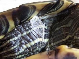 如何分辨乌龟是水霉病还是蜕皮 