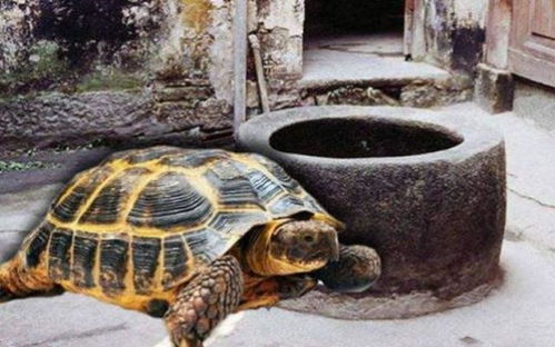 古人挖井时,为啥要把乌龟放井底 看似迷信,其实很有科学道理