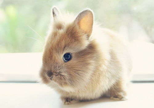 养兔日记 幼兔子拉葡萄便是什么原因 需要喂什么药恢复吗