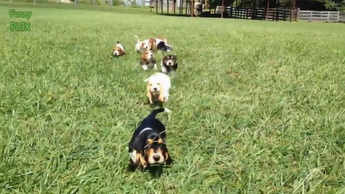 这么多的小狗,一块在草地上玩耍,看着很开心啊 