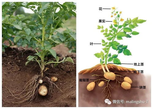 土豆 马铃薯 生长6个时期的要求