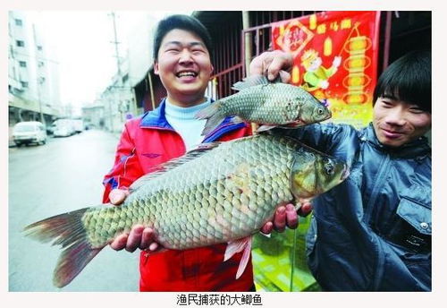 世界最大的鲫鱼有多重 