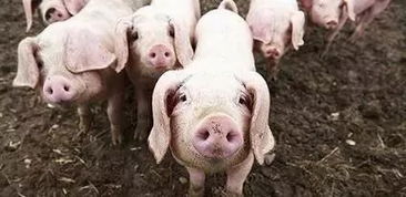 人吃了有猪瘟的猪会怎样 猪瘟快死的猪能吃吗
