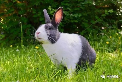 兔子一个月生一窝,繁殖速度比肩老鼠,为何养兔致富的人却很少