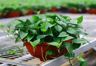 绿萝花的功效与作用及食用方法,绿萝花的功效与作用及食用方法