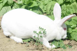 獭兔的饲料 喂养要合理搭配不能单一品种