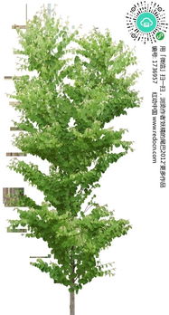 一棵生长茂盛的树木透明PNG格式其他素材免费下载 编号1736957 红动网 