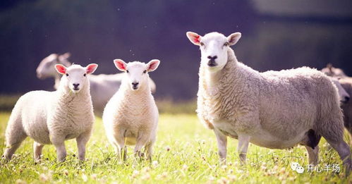 羊人工授精技术中都有哪些注意事项,母羊怎样尽快怀孕