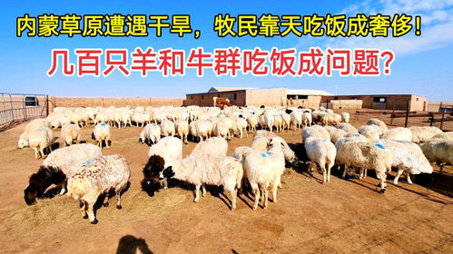 内蒙草原遭遇干旱,牧民靠天吃饭成奢侈 几百只羊和牛吃饭成问题